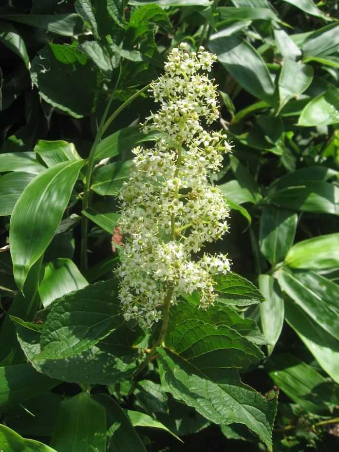 雷公藤的根、莖、葉、花和嫩芽均有毒性