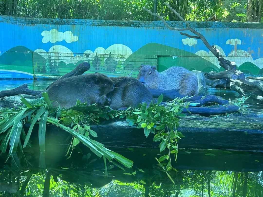 廣州某個野生動物園，將水豚（