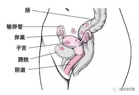 盆腔解剖圖