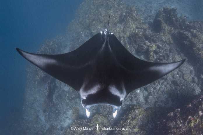 Mobula alfredi