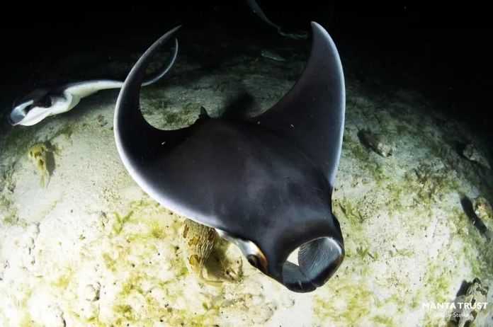 Mobula munkiana