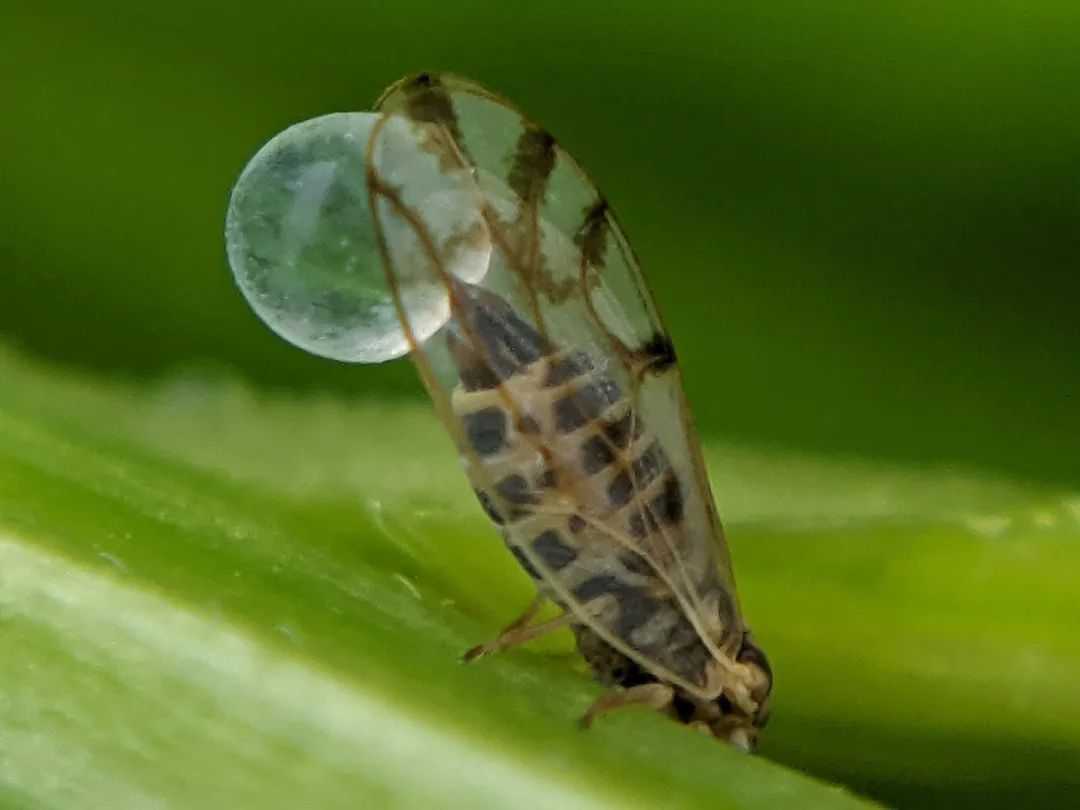 甘露蜜也可能會有毒