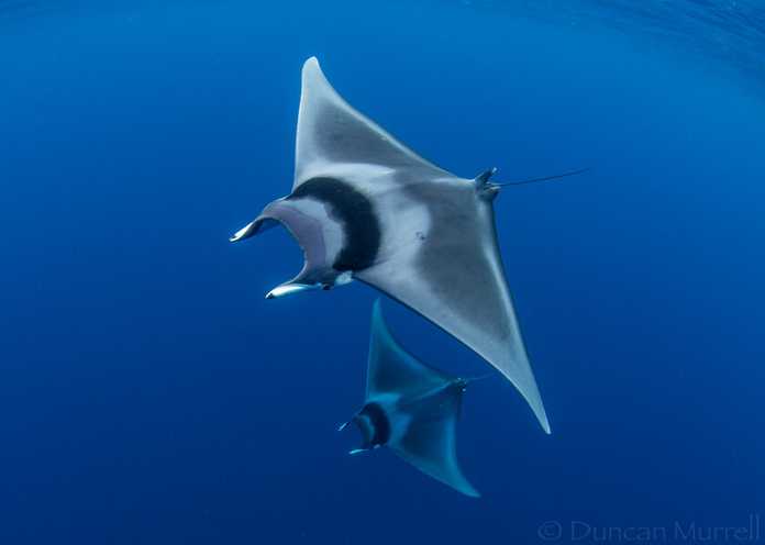 Mobula mobular