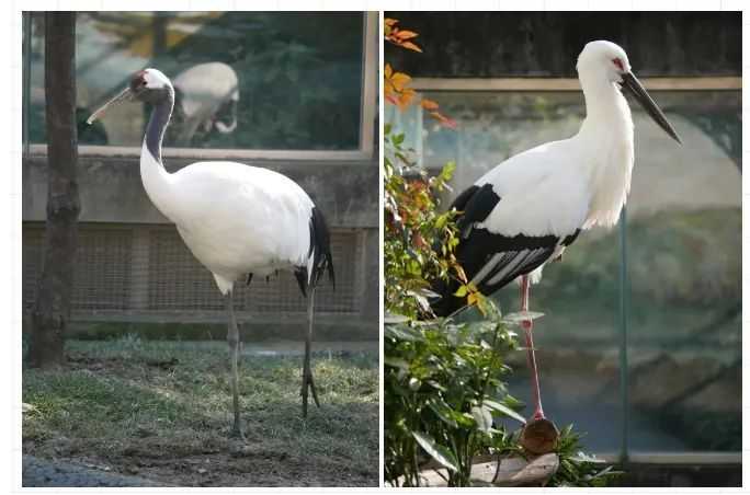 你能分清圖中的鸛和鶴嗎？（圖源：鳥網）