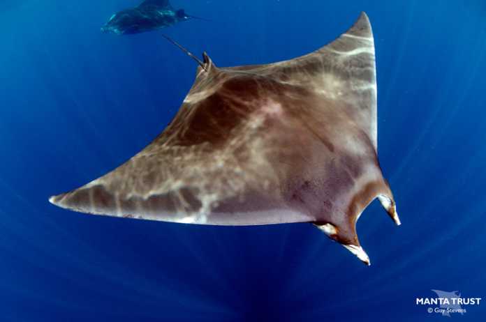 Mobula hypostoma