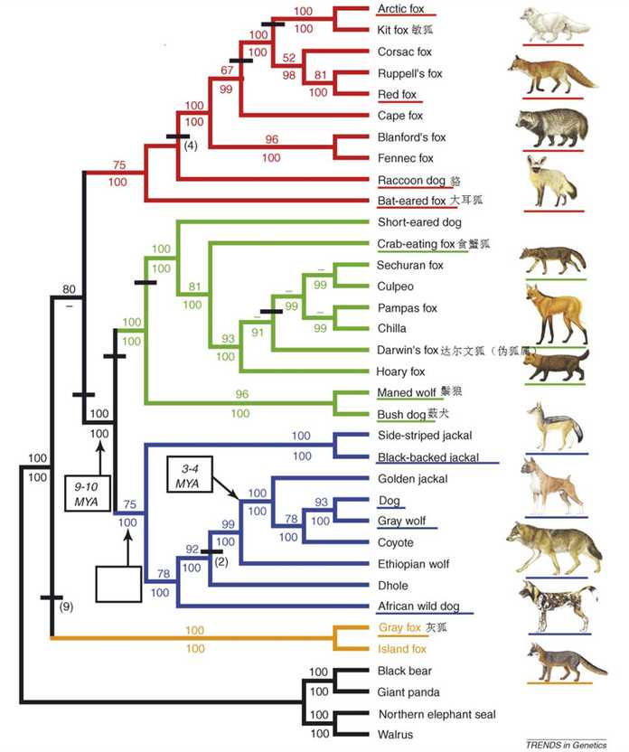 犬科的系統發生樹