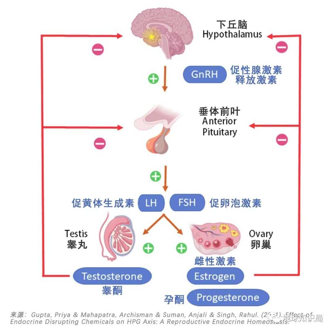 來調節各激素處於動態平衡中