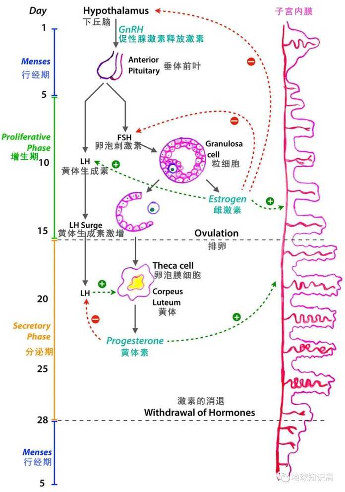 （圖：firstclassmed.com）