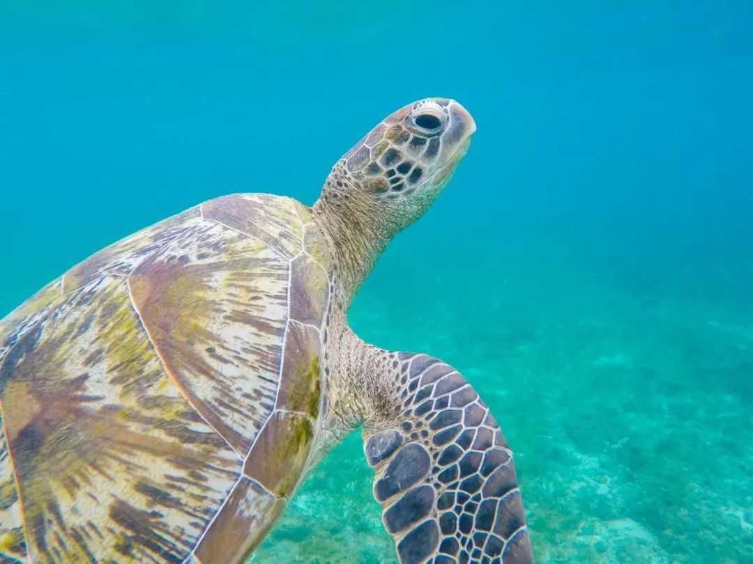 海龜就塞不進去