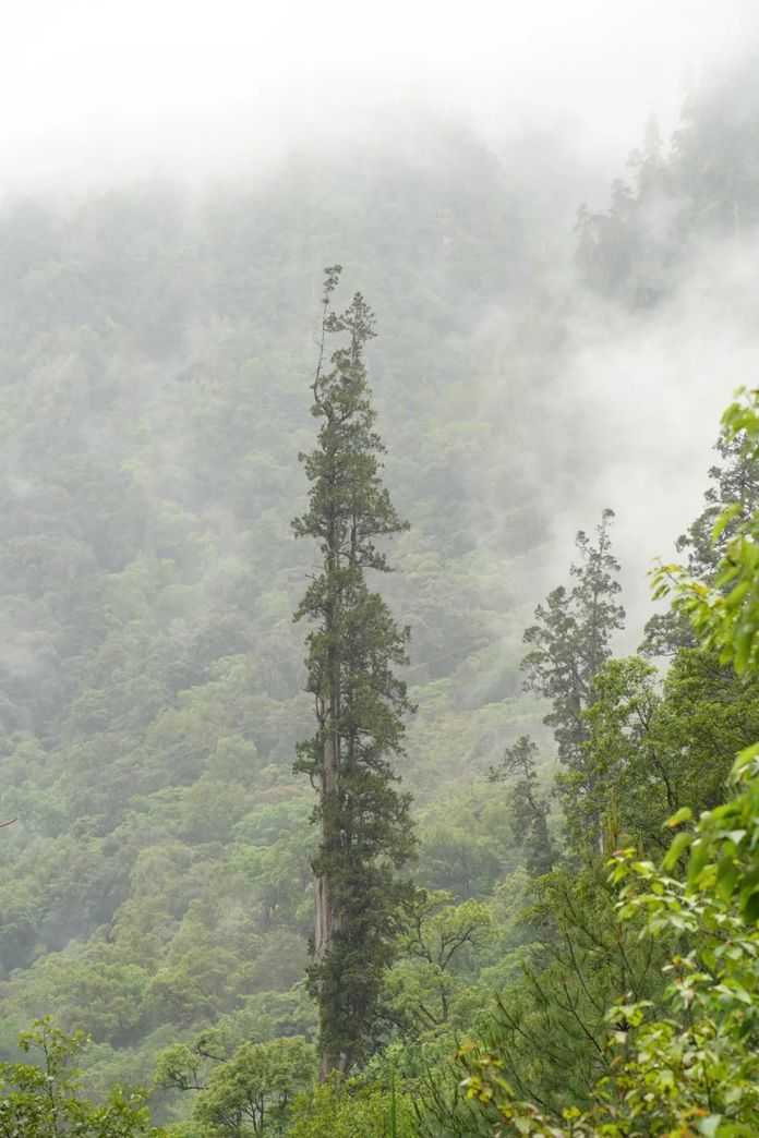 藏南柏木身高遠超周邊的野生香椿和泡花樹