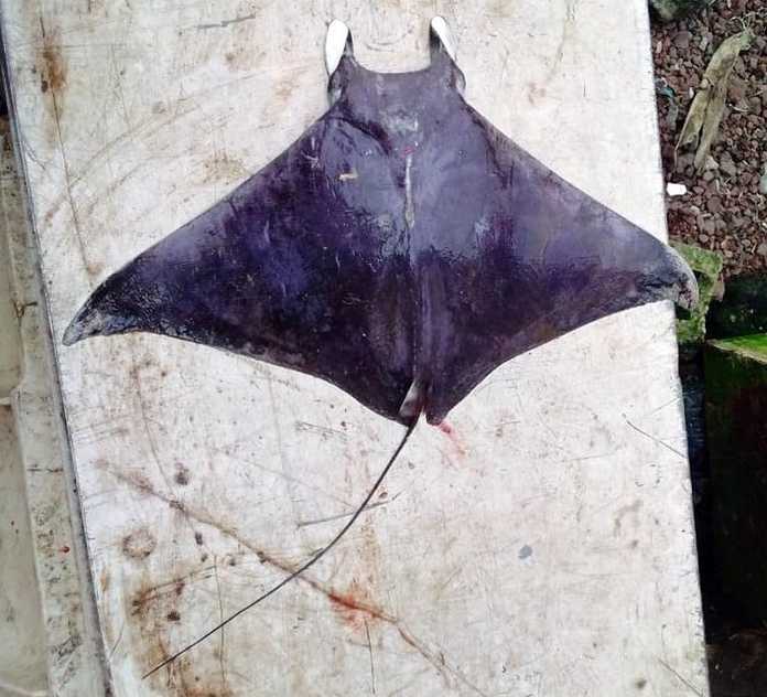 Mobula rochebrunei