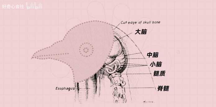 還有終於知道蟑螂為什麼叫