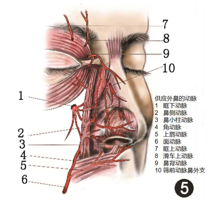 鼻部血供 圖源：文獻 4