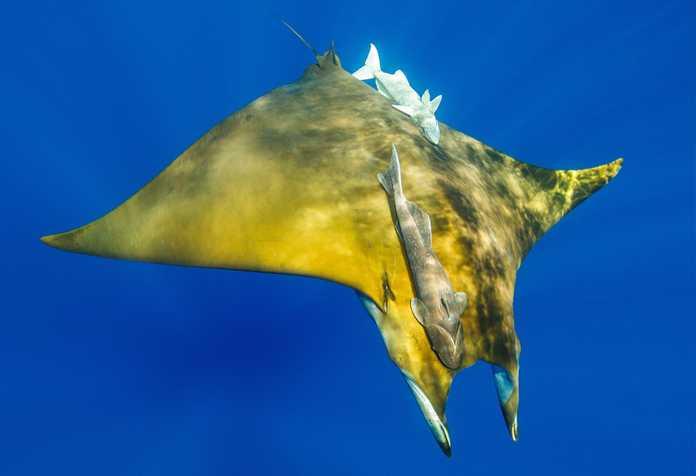 Mobula tarapacana