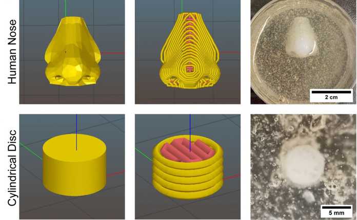 生物+3D 列印 圖源：文獻 11