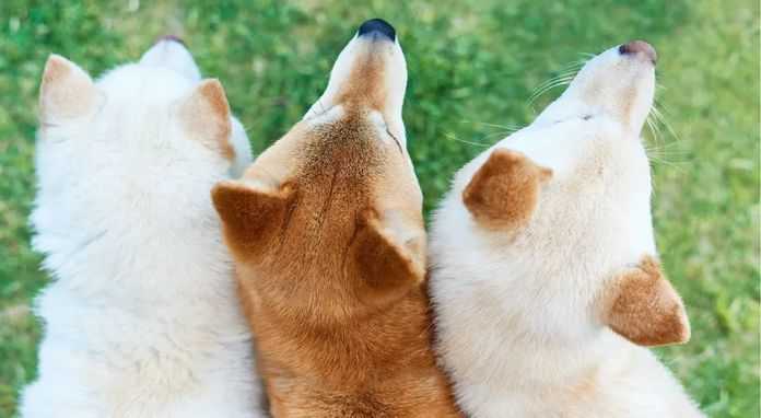 柴犬親子照