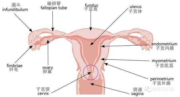 子宮剖面圖（圖：wiki）