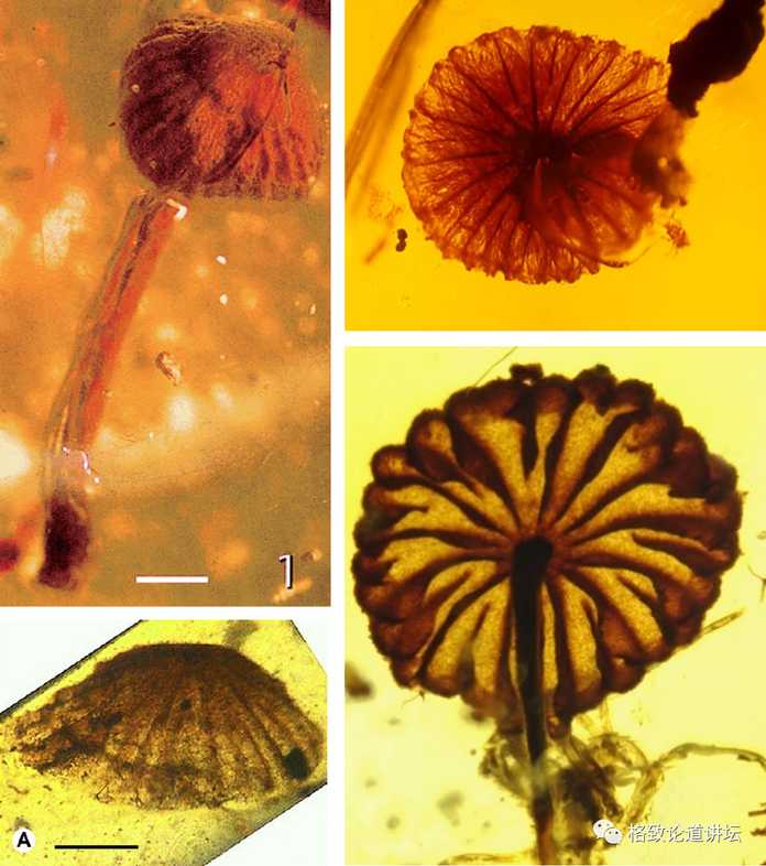 發現緬甸琥珀中的4種小型蘑菇