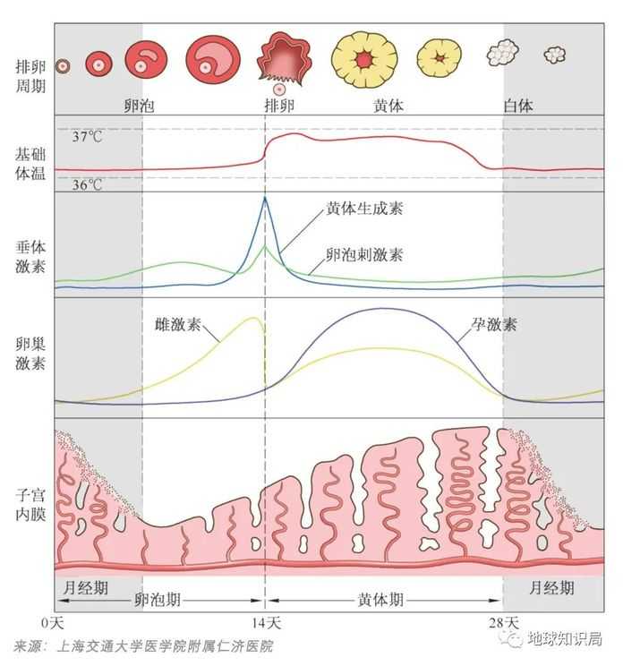 在一個月經週期間的變化