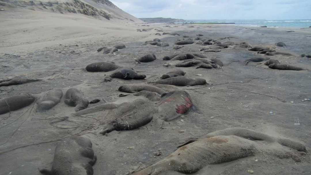 去年秋天，阿根廷海灘上死去的象海豹