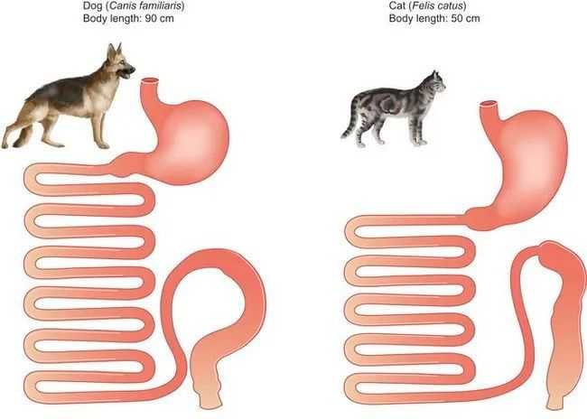 狗和貓的腸道長度