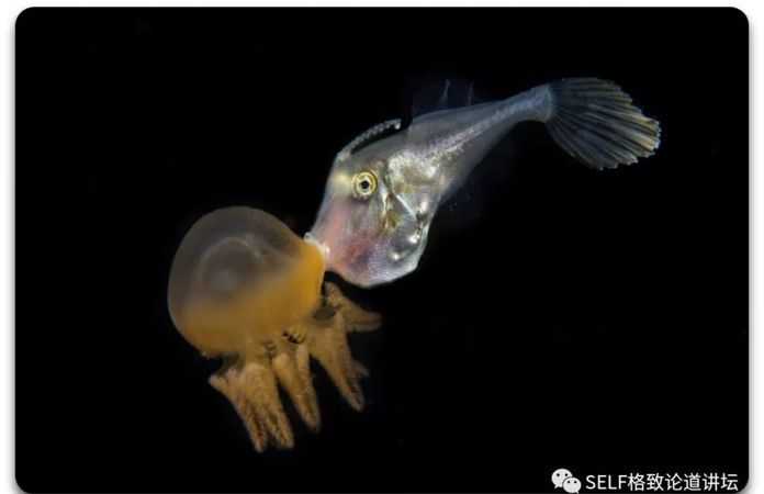 魨科魚類在吞食水母