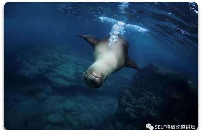 加拉帕戈斯海獅