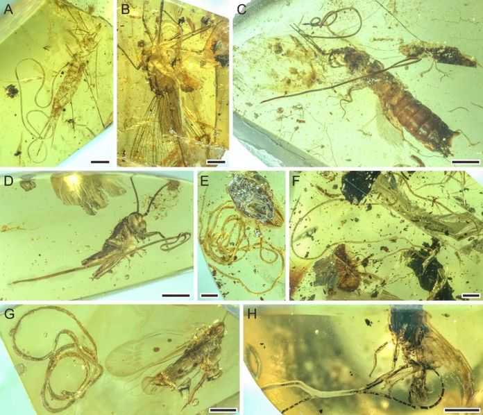 緬甸琥珀中被索線蟲寄生的昆蟲們