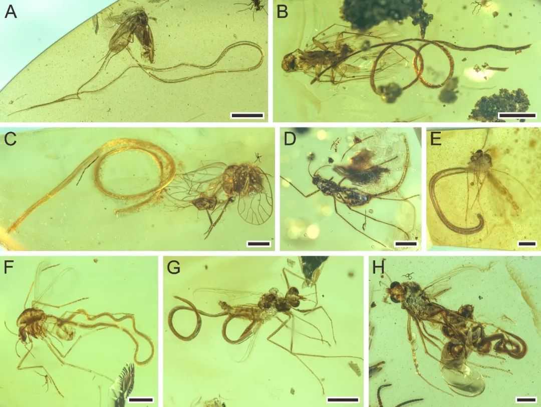 緬甸琥珀中被索線蟲寄生的昆蟲們